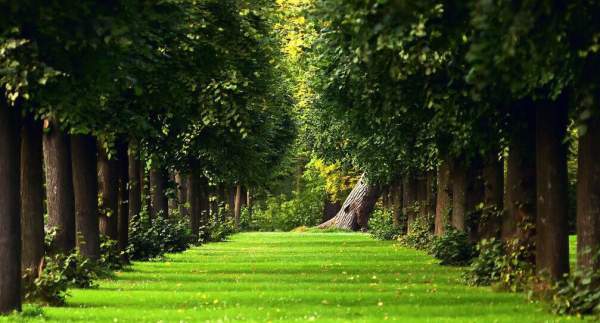 綠化苗木 綠化苗木