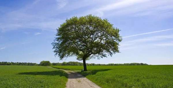 苗木行情 苗木行情