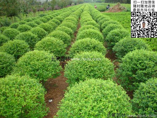 180~200公分小葉女貞球價格_報價 180~200公分小葉女貞球價格_報價