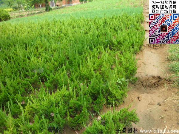 20~30~40~50公分小龍柏 20~30~40~50公分小龍柏