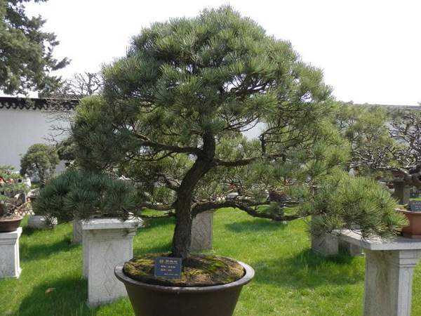 五針松造型盆景修剪技巧及需要注意的要點 五針松造型盆景修剪技巧及需要注意的要點