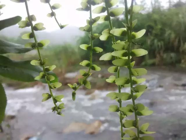 楓楊樹(shù)圖片賞析