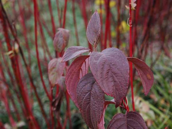 紅瑞木扦插繁育技術(shù)要點