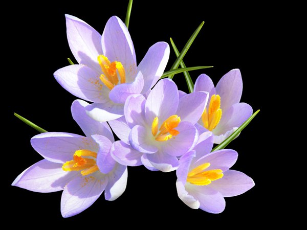 丁香花的花語是什么?