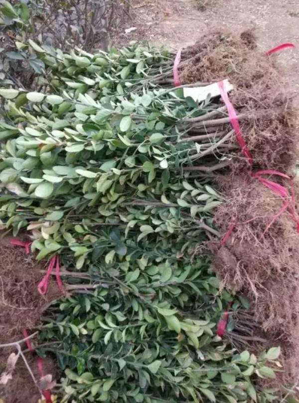 大葉黃楊苗 大葉黃楊苗