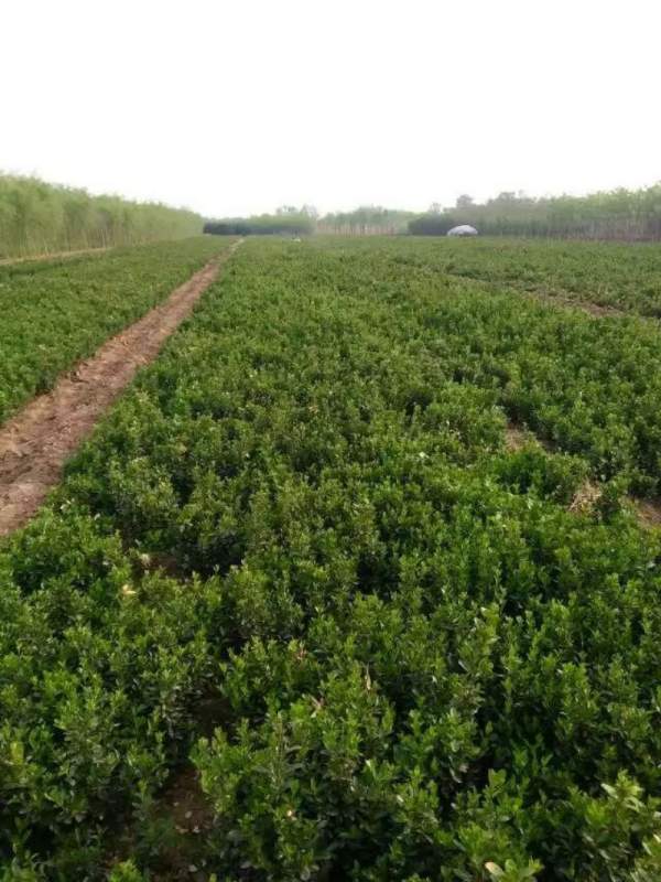 河南省大葉黃楊 河南省大葉黃楊