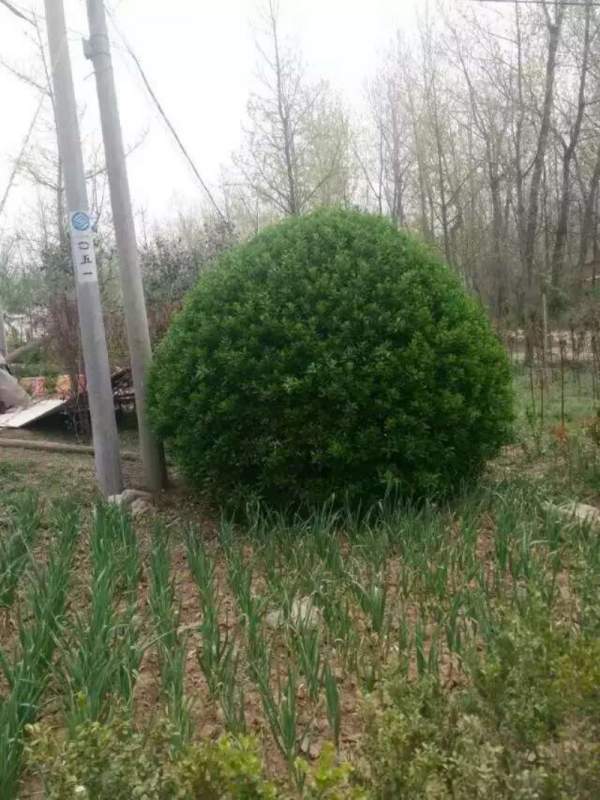 大葉黃楊球 大葉黃楊球