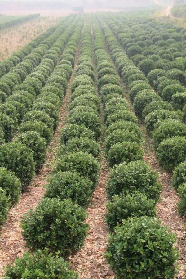 山西大葉黃楊球 山西大葉黃楊球