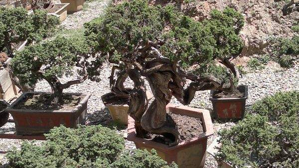刺柏盆景 刺柏盆景