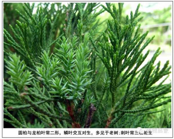 圓柏、刺柏、側柏、柏木以及龍柏的簡易識別法