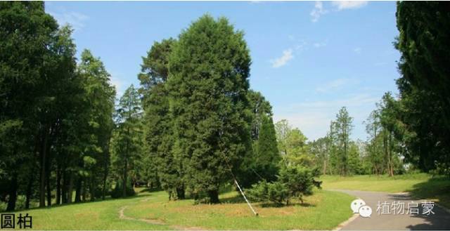 圓柏、刺柏、側柏、柏木以及龍柏的簡易識別法