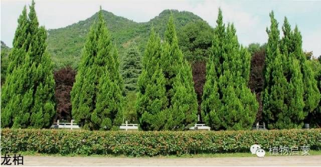 圓柏、刺柏、側柏、柏木以及龍柏的簡易識別法