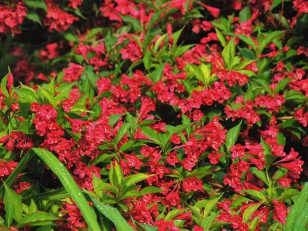 紅王子錦帶價格大幅上漲，存量不足是主因