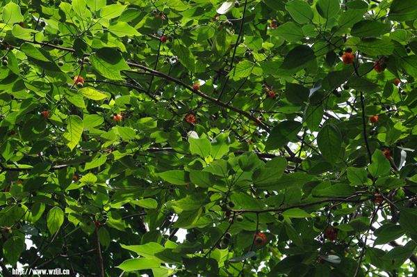 構(gòu)樹繁殖快