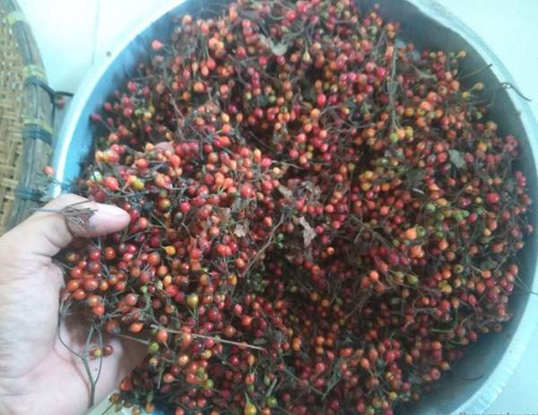 薔薇種子 薔薇種子