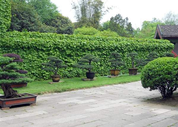 爬山虎圍成的綠籬墻 爬山虎圍成的綠籬墻