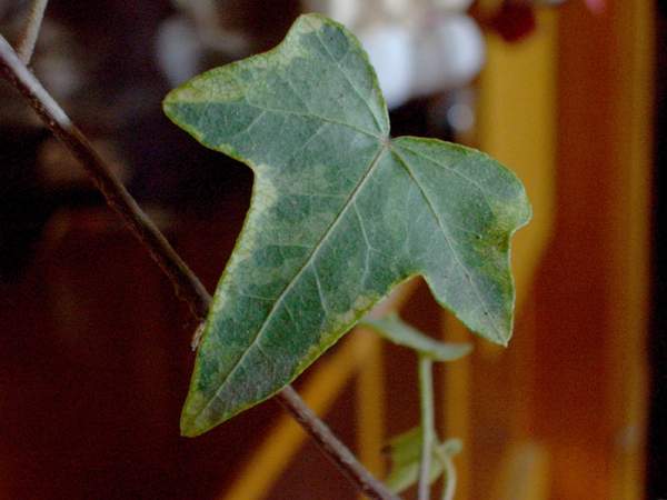 彩葉洋常春藤 彩葉洋常春藤