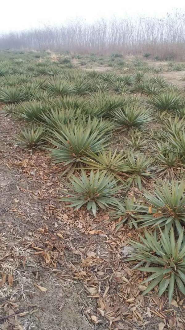 冠幅60公分80公分劍麻苗出售圖片 冠幅60公分80公分劍麻苗出售圖片