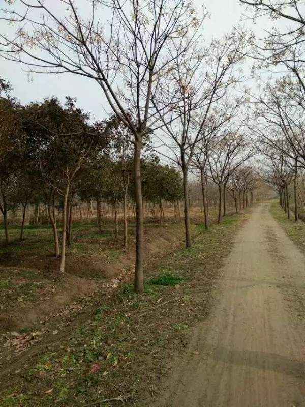 供應胸徑14公分14公分16公分苦楝樹圖片 供應胸徑14公分14公分16公分苦楝樹圖片