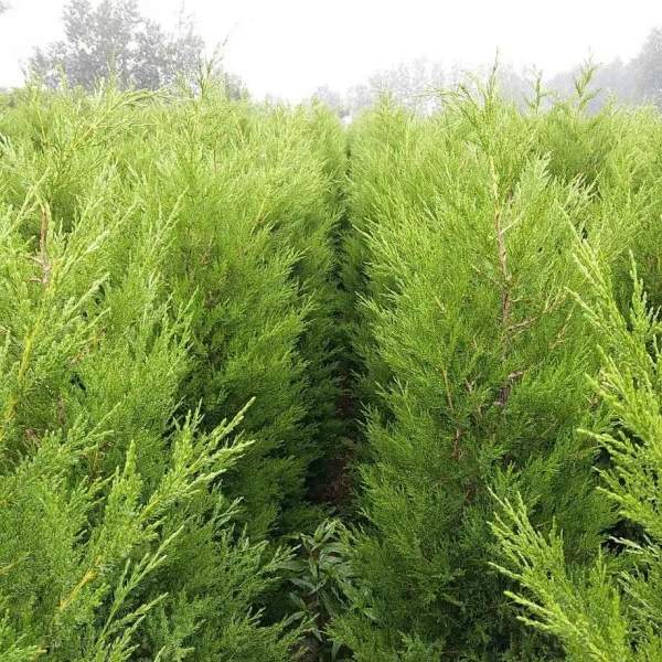 高度1米1.2米1.3米蜀檜 高度1米1.2米1.3米蜀檜