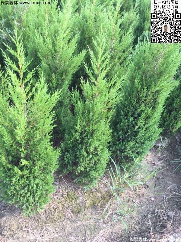 高度60公分70公分80公分蜀檜大量供應 高度60公分70公分80公分蜀檜大量供應