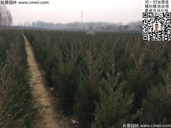 高度60公分70公分80公分蜀檜大量供應 高度60公分70公分80公分蜀檜大量供應