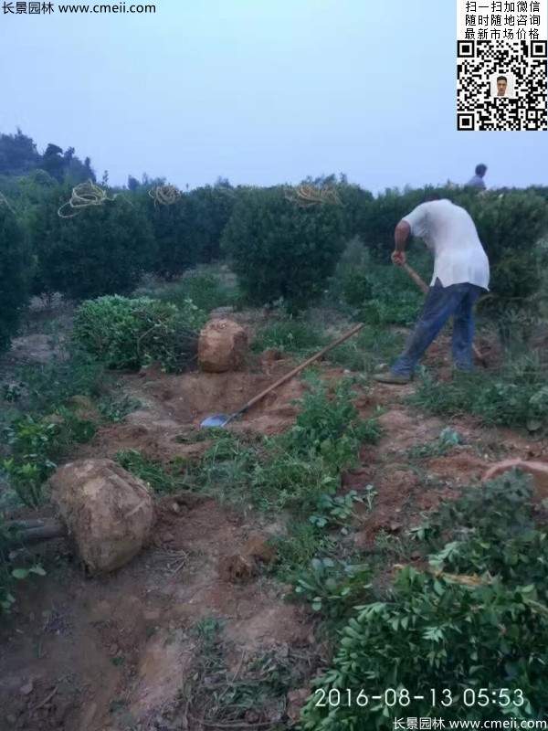 冠幅1.2米1.3米大葉黃楊球 冠幅1.2米1.3米大葉黃楊球