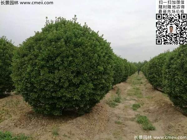 冠幅1.8米2米2.3米大葉黃楊球 冠幅1.8米2米2.3米大葉黃楊球