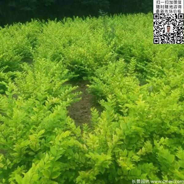 冠幅70公分80公分金葉女貞球圖片 冠幅70公分80公分金葉女貞球圖片