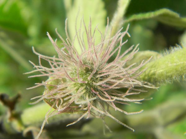 構(gòu)樹花 構(gòu)樹花