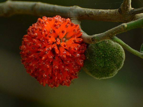 構(gòu)樹果 構(gòu)樹果