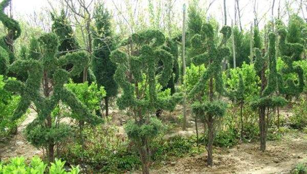 勁爆眼球的檜柏造型，心都醉了