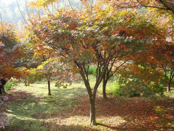 紅楓作衫，白楊為裙，美的傾國傾城！