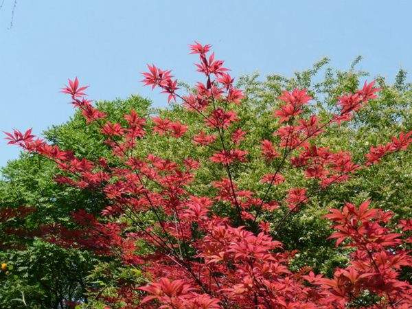 紅楓作衫，白楊為裙，美的傾國傾城！