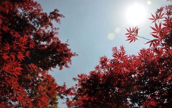 紅楓作衫，白楊為裙，美的傾國傾城！