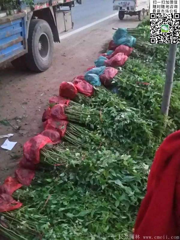 棣棠--長景園林 棣棠--長景園林