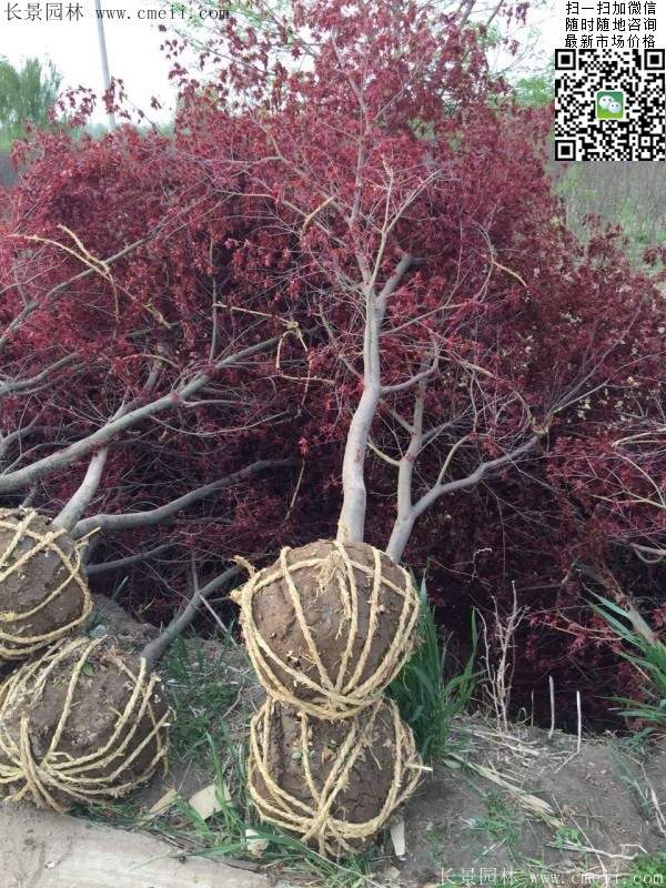 紅楓基地 紅楓基地