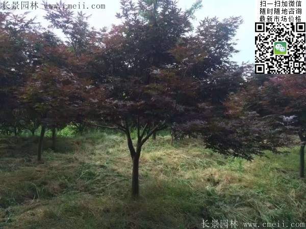 紅楓基地 紅楓基地