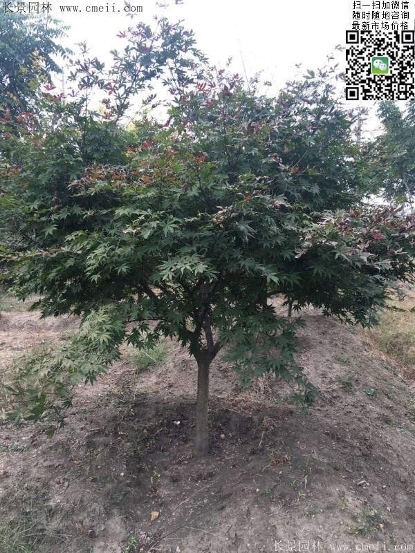 紅楓基地 紅楓基地