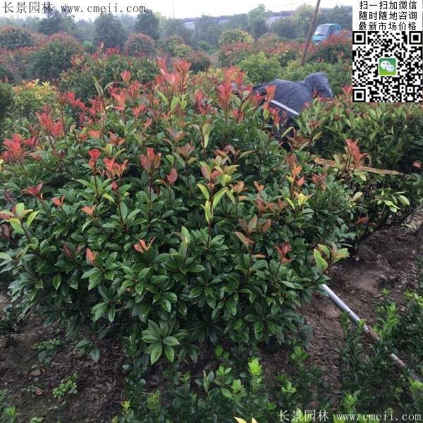 紅葉石楠--長景園林