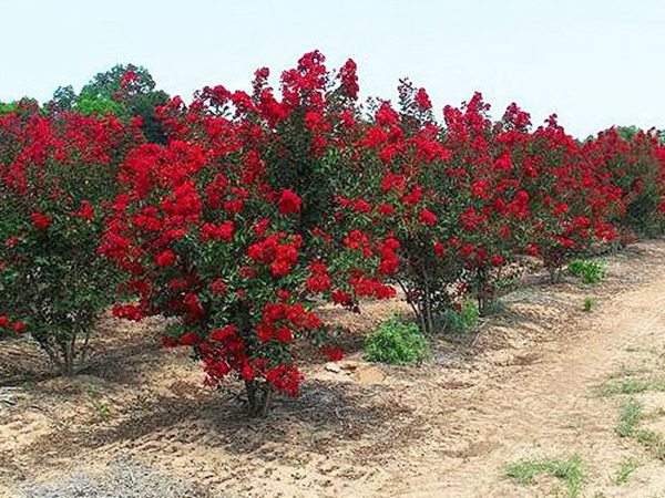 專家告訴你，市場上紫薇花樹價格是多少？