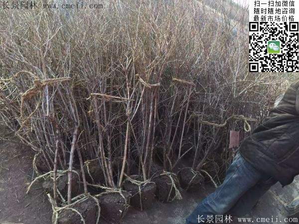 2米高的金銀木多少錢(qián)一棵