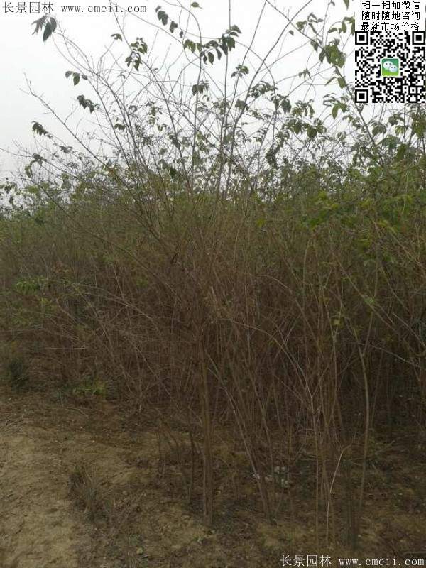 2米高的金銀木多少錢(qián)一棵