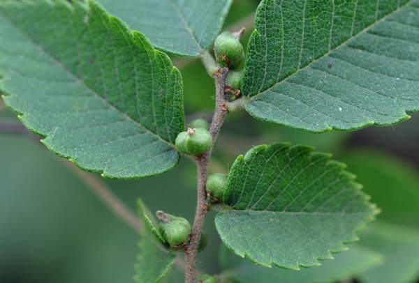 櫸樹種植 櫸樹種植