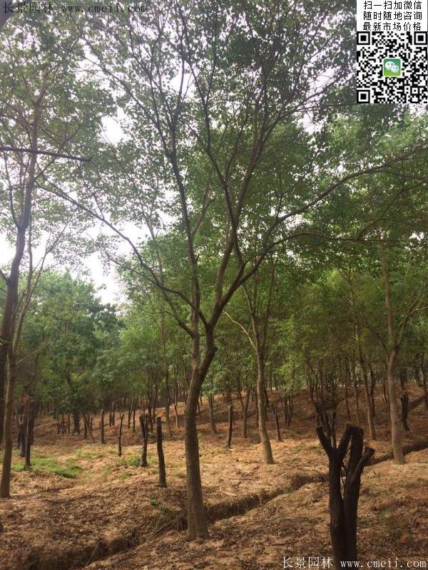 櫸樹種植 櫸樹種植