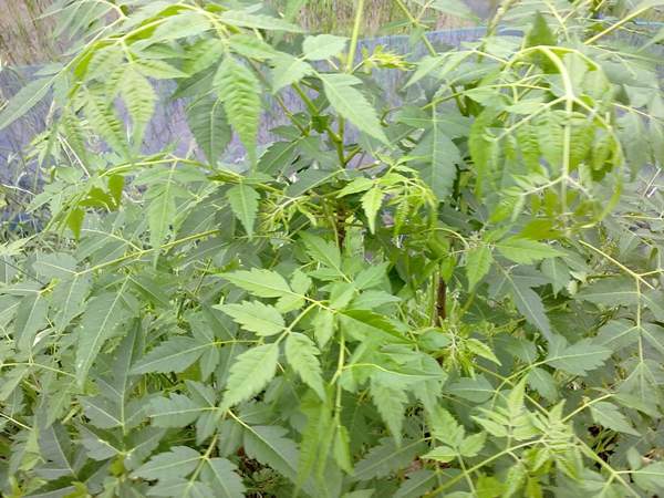 櫸樹移栽 櫸樹移栽