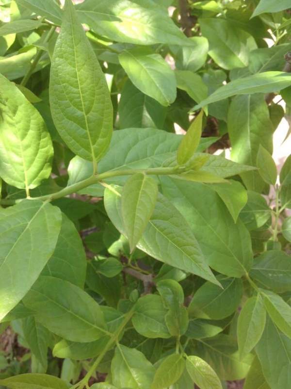 華東臘梅樹批發 華東臘梅樹批發