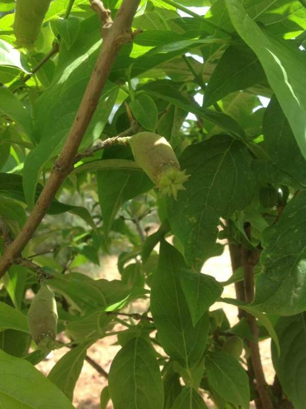 華東臘梅樹批發 華東臘梅樹批發