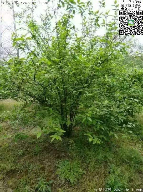 華東臘梅樹批發 華東臘梅樹批發