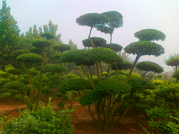 造型小葉女貞--長景園林 造型小葉女貞--長景園林